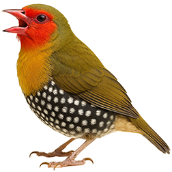 Green-backed Twinspot